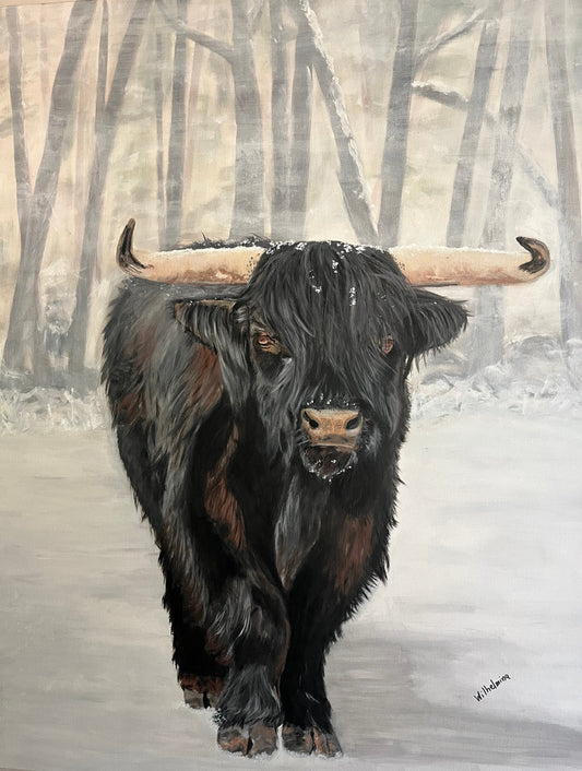 "Bull Steady"
