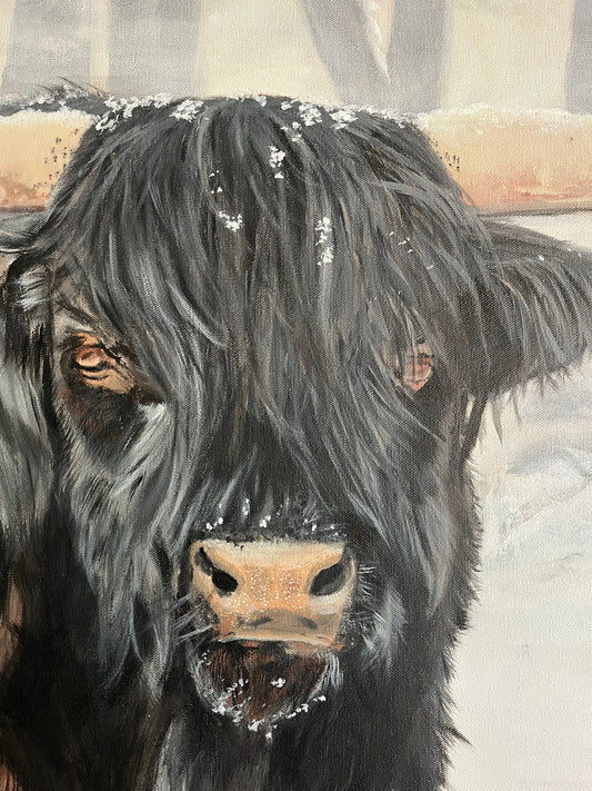 "Bull Steady"