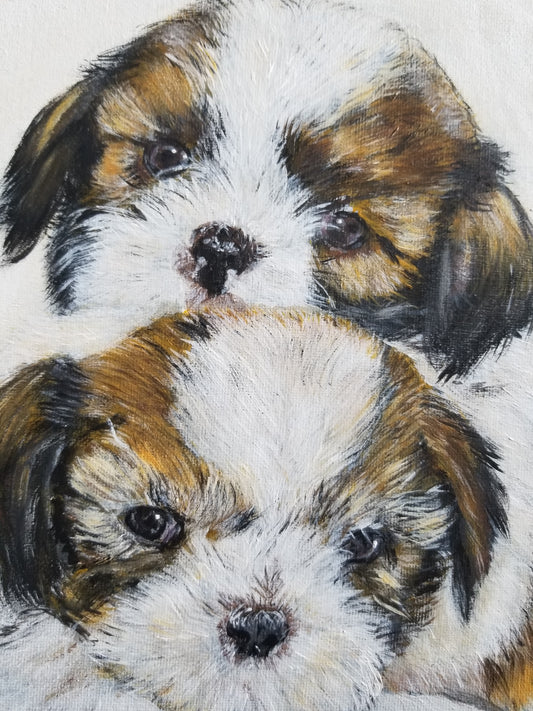 Pet Portraits